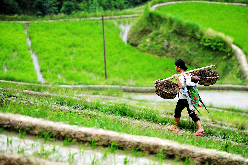 Congjiang Jiabang Terraced Fields